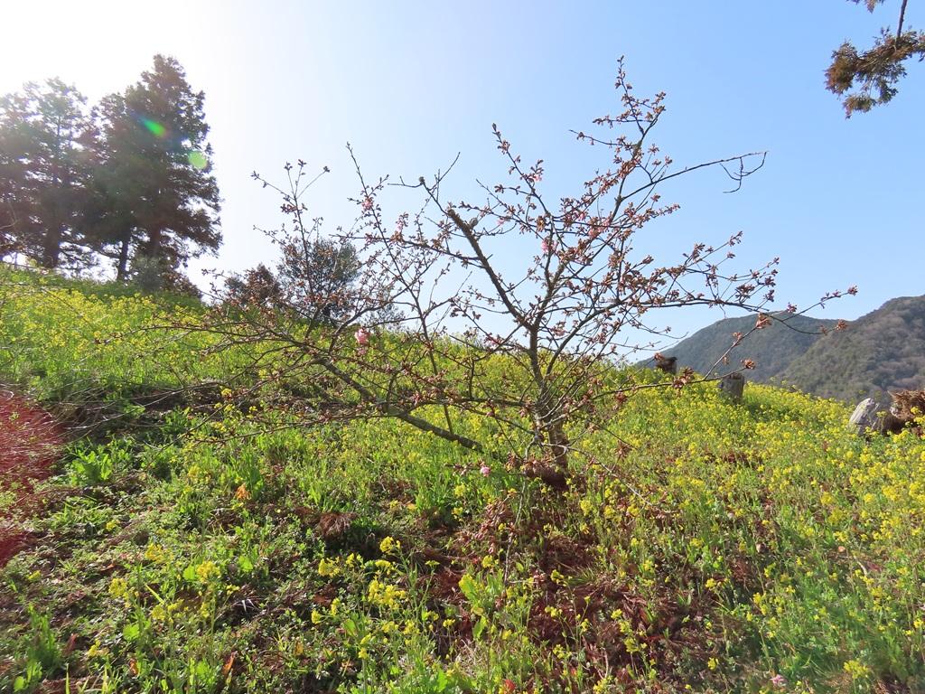 犬寄峠の黄色い丘 菜の花 河津桜の花