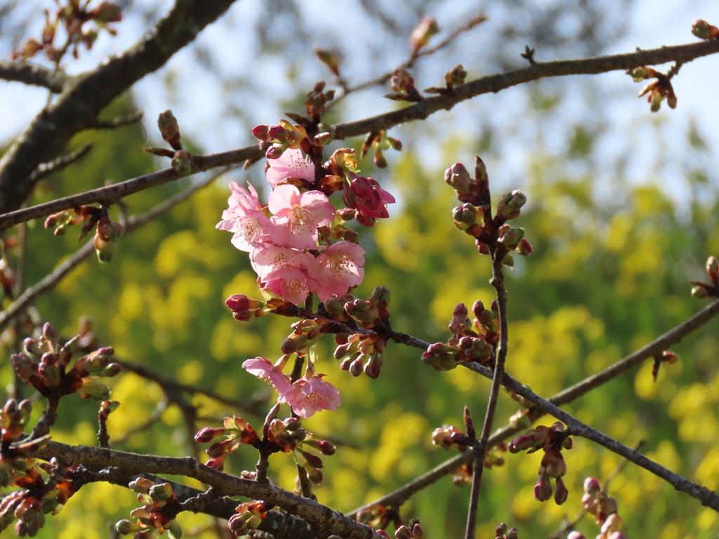 犬寄峠の黄色い丘 菜の花 河津桜とつぼみ