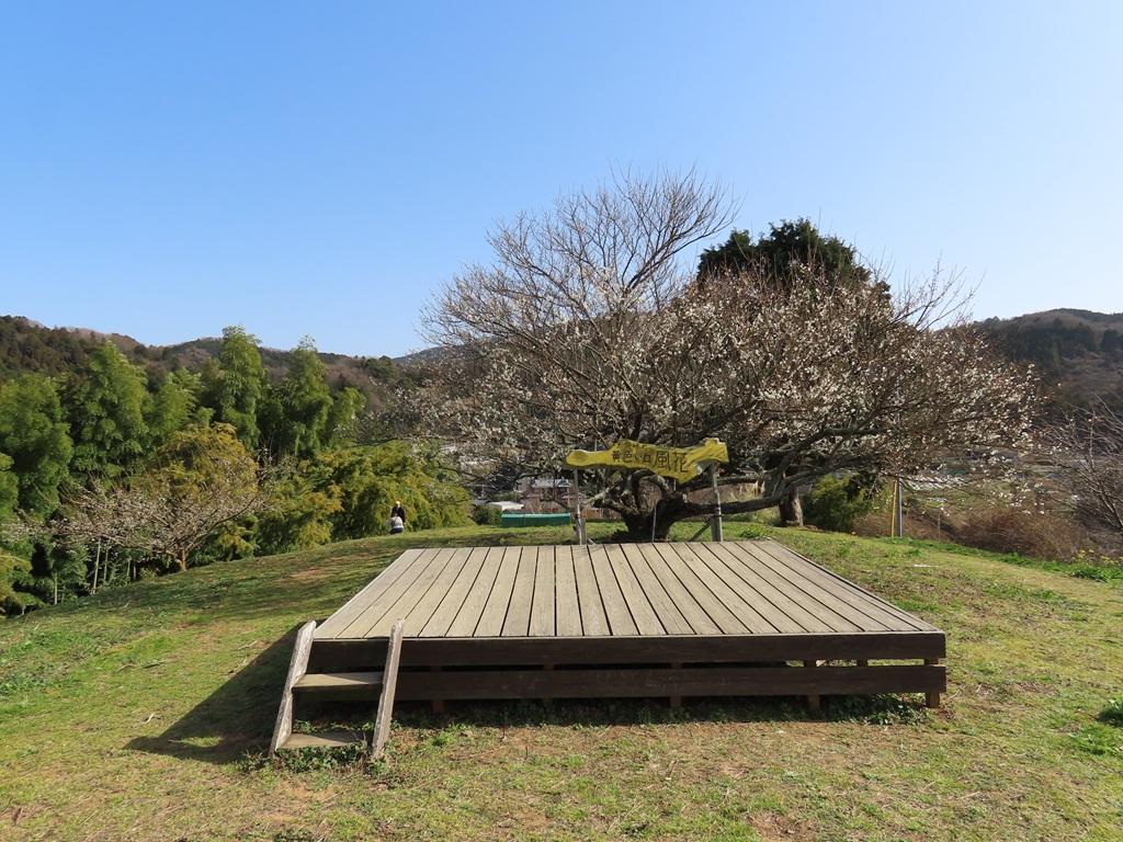 犬寄峠の黄色い丘風花  座ることができる板張りの休憩所