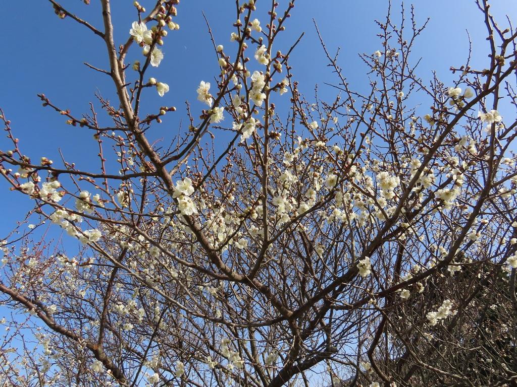 犬寄峠の黄色い丘 白い梅の花