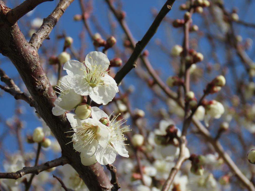 犬寄峠の黄色い丘 白い梅の花とつぼみ