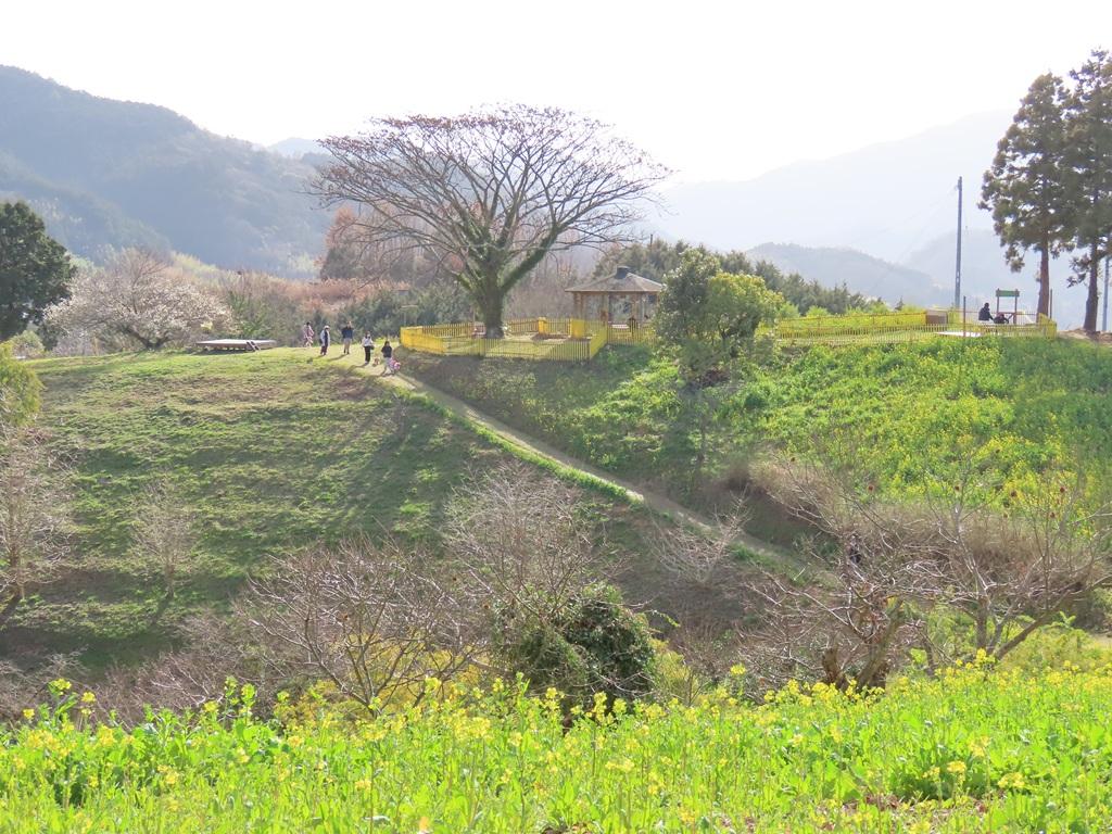 犬寄峠の黄色い丘 菜の花 屋根付きの休憩所 ドッグラン