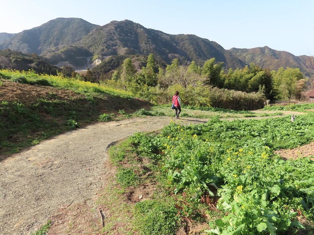 犬寄峠の黄色い丘からの下り道、遠くの山々