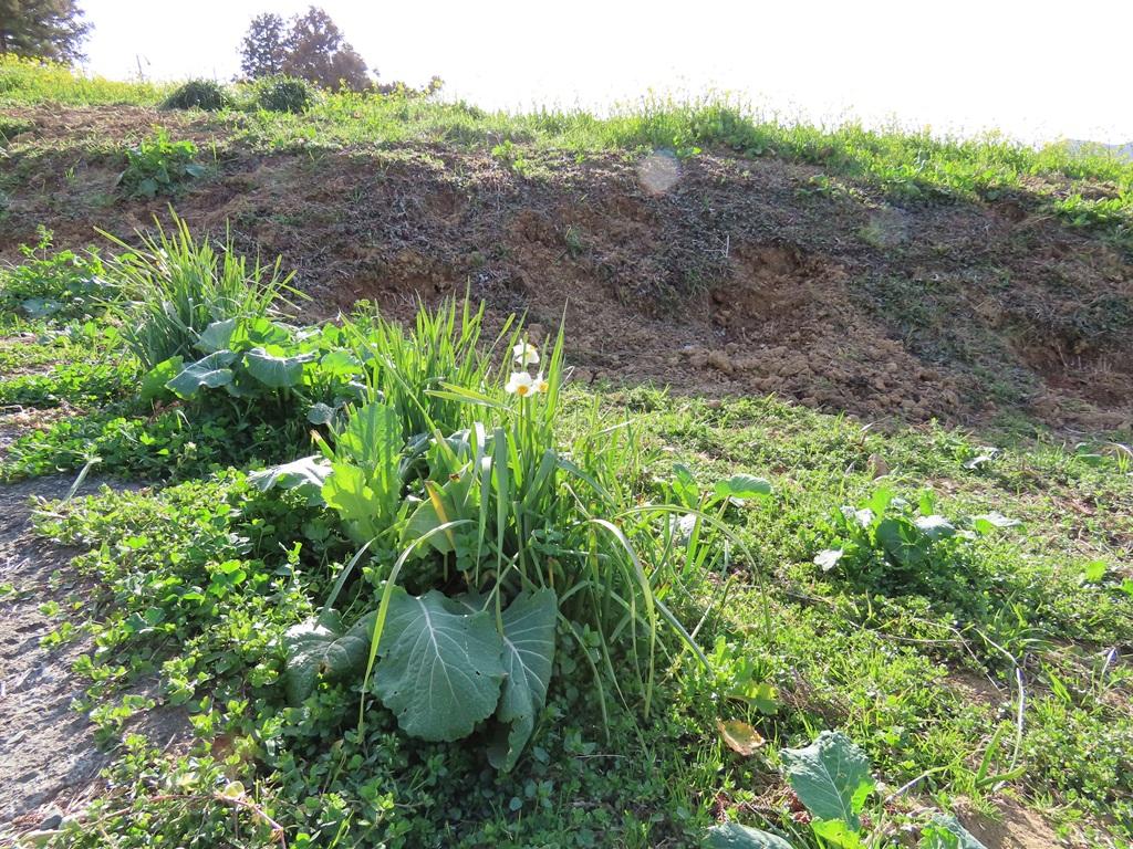 犬寄峠の黄色い丘 ポツンと生える水仙