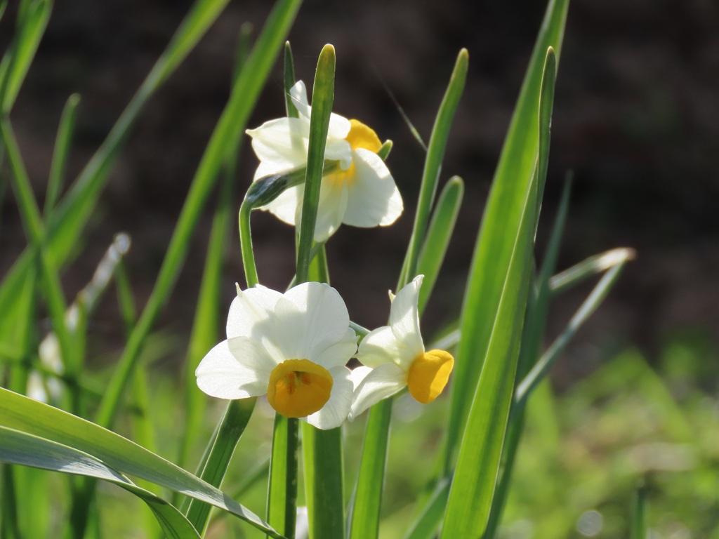 犬寄峠の黄色い丘 水仙の花