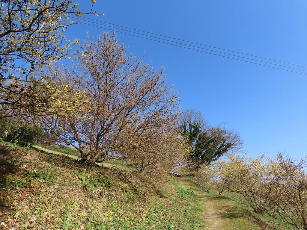 犬寄峠の黄色い丘 ロウバイ