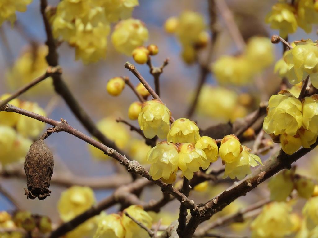 犬寄峠の黄色い丘 ロウバイの花