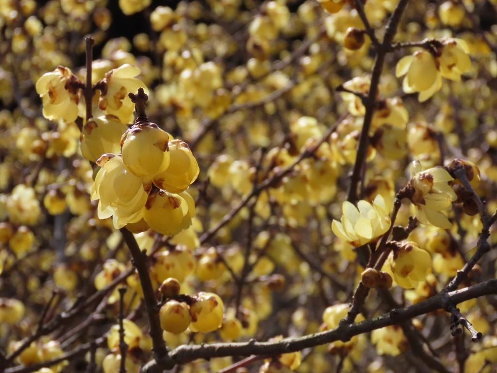 犬寄峠の黄色い丘 ロウバイの花