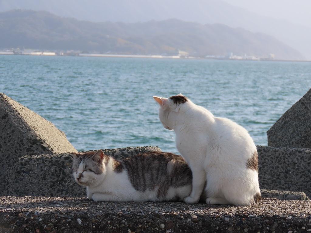 海辺で寝そべる猫を見つめる猫