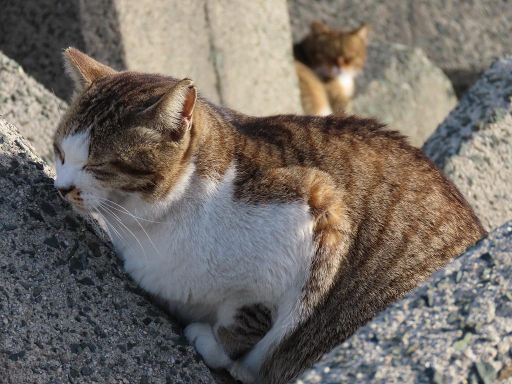 テトラポットの上で目を閉じる猫、背後にも猫