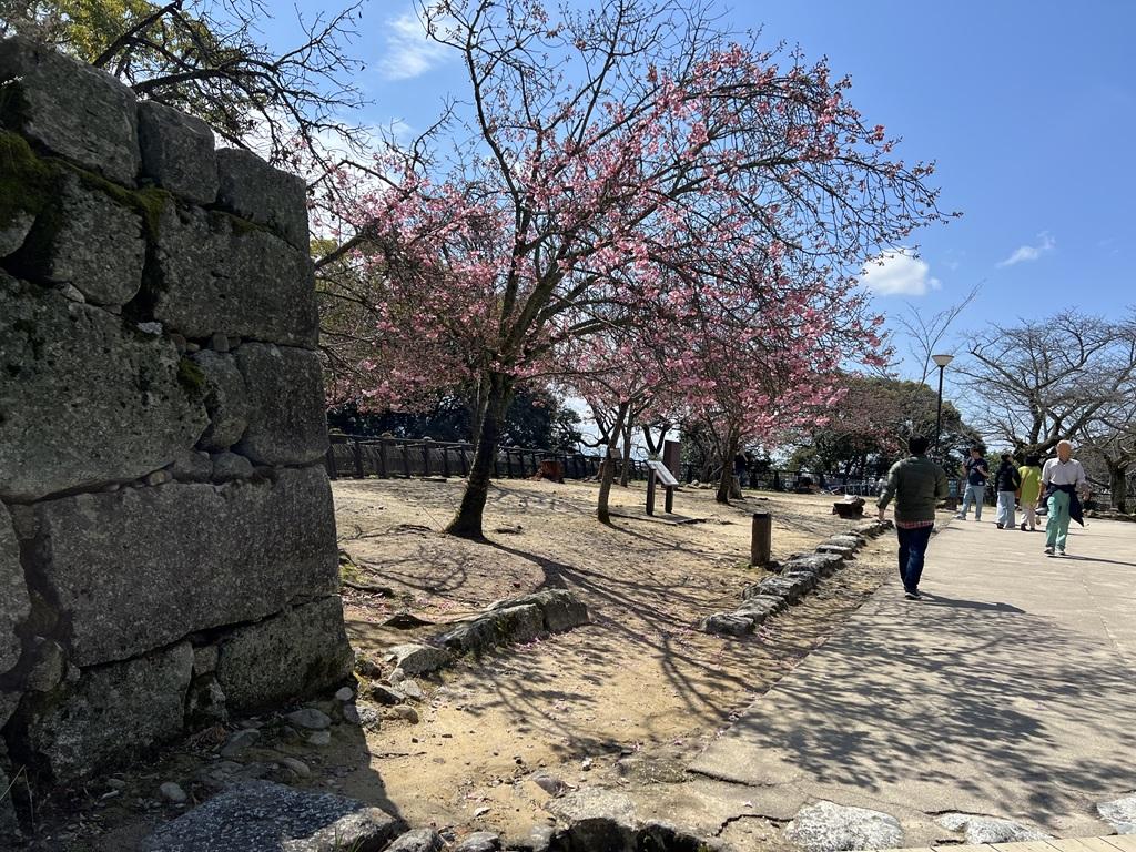 松山城の石垣と開花したヨウコウザクラ