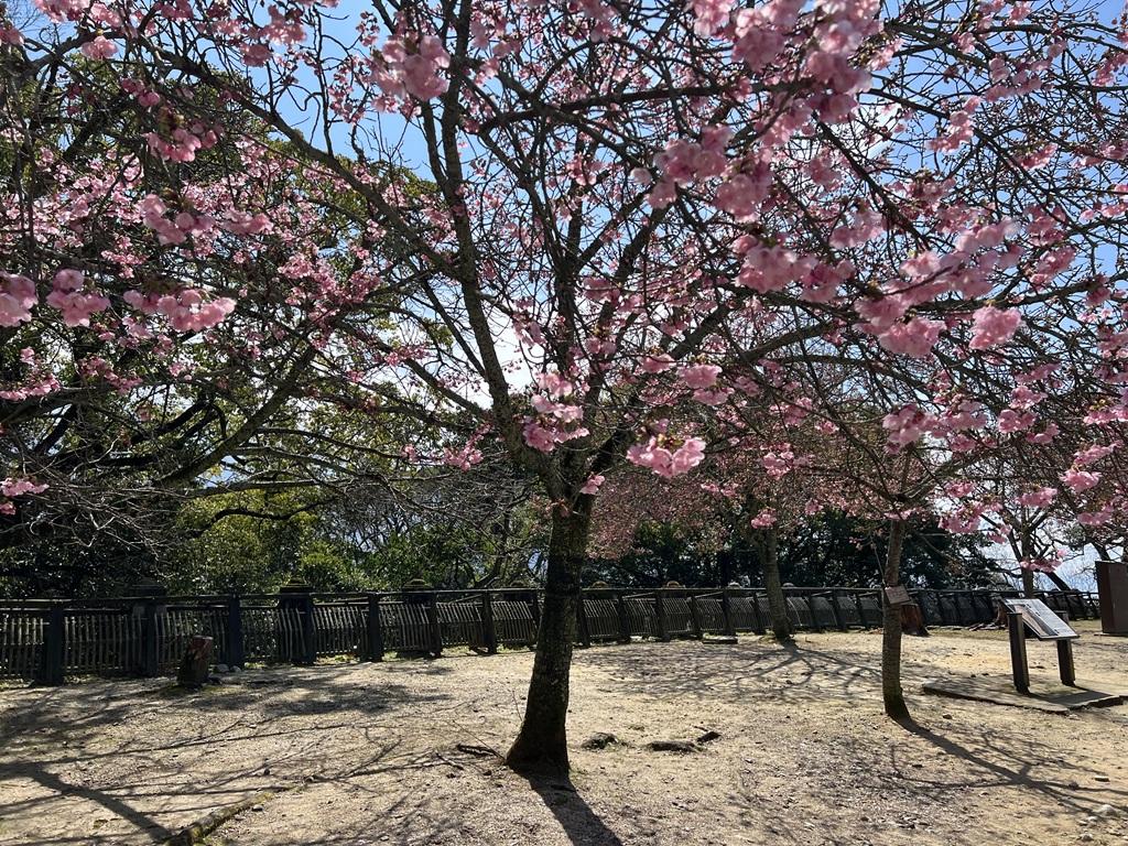 松山城で日光に照らされた明るいヨウコウザクラ