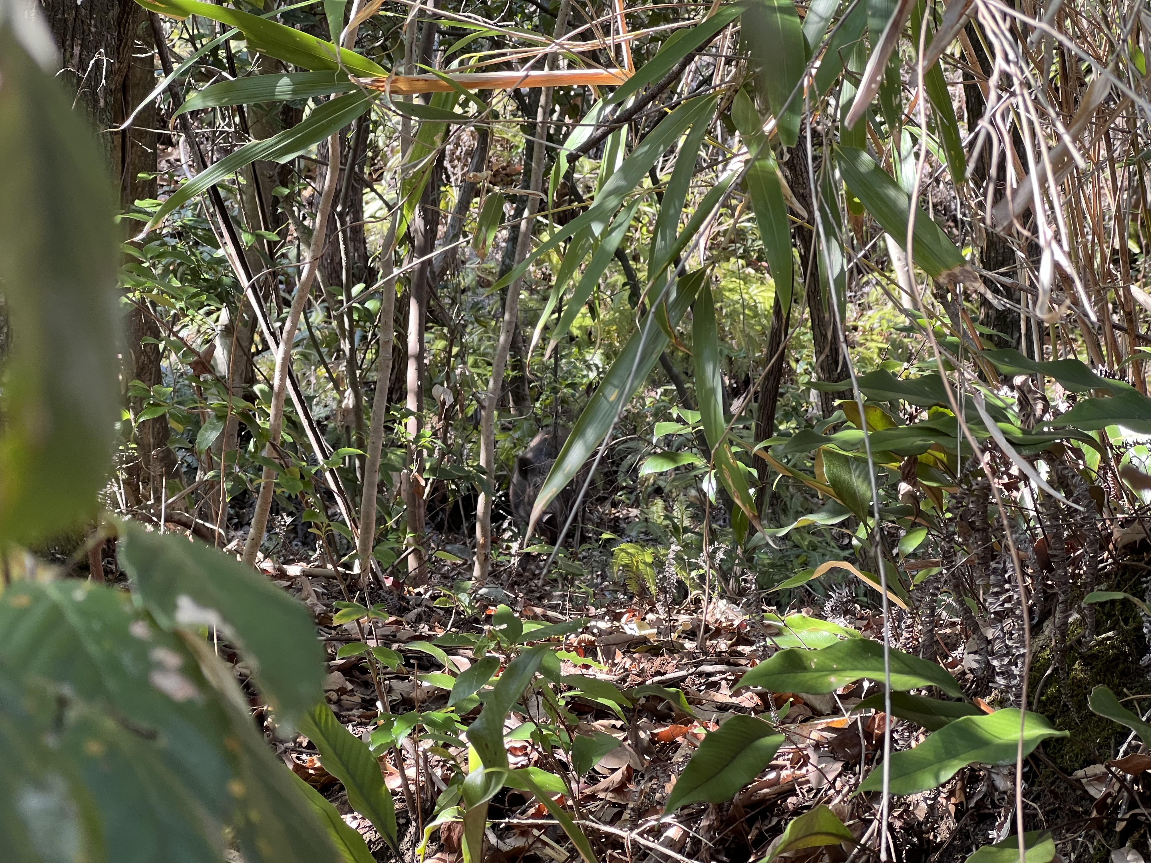 石手寺 愛宕山 草むらの向こうにいるイノシシ