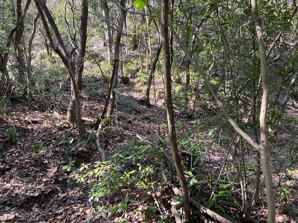 石手寺 愛宕山 遠くにいるイノシシ