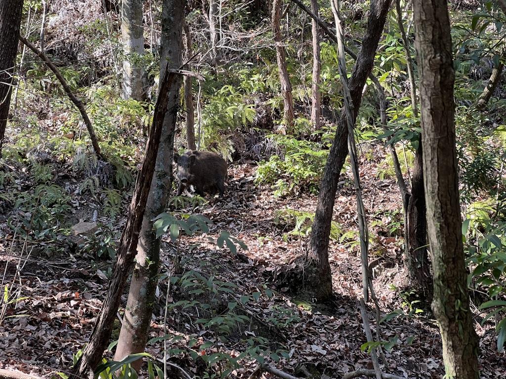 石手寺 愛宕山 山中で立ちすくむイノシシ