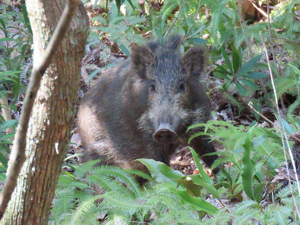 石手寺 愛宕山 イノシシ（望遠ズームで撮影）
