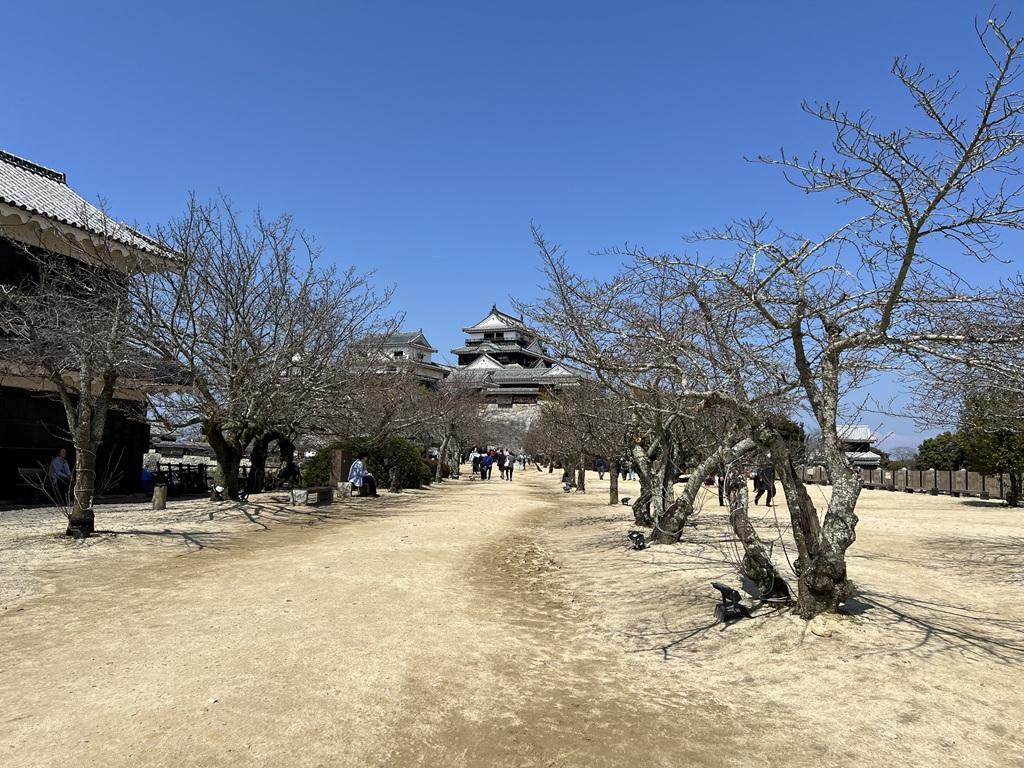 松山城本丸広場 松山城と桜の木（花は咲いていない）