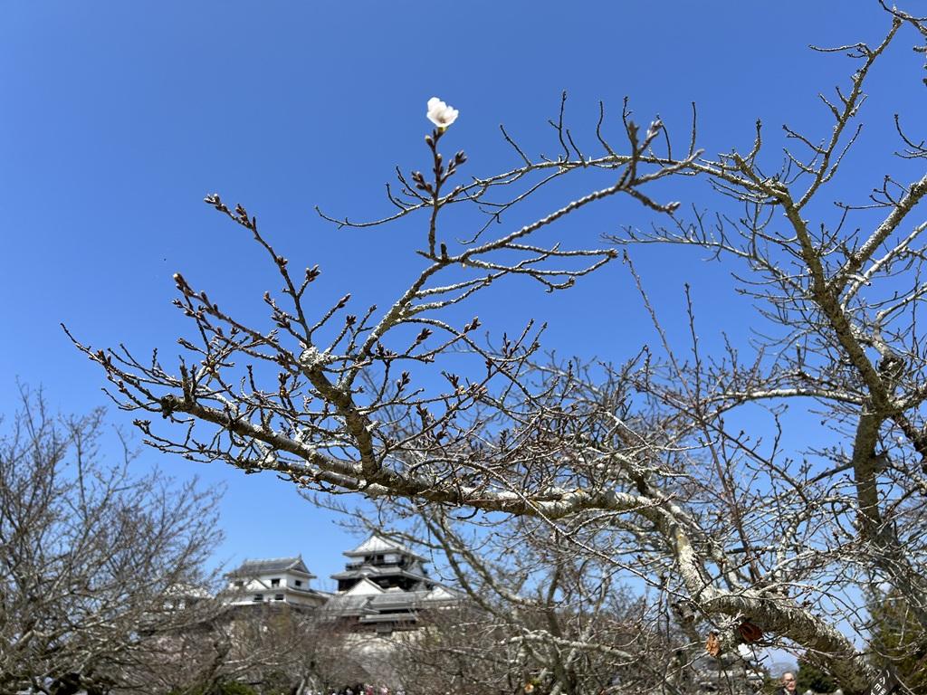 松山城とソメイヨシノの一輪の花
