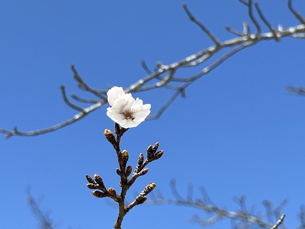 松山城のソメイヨシノの一輪の花