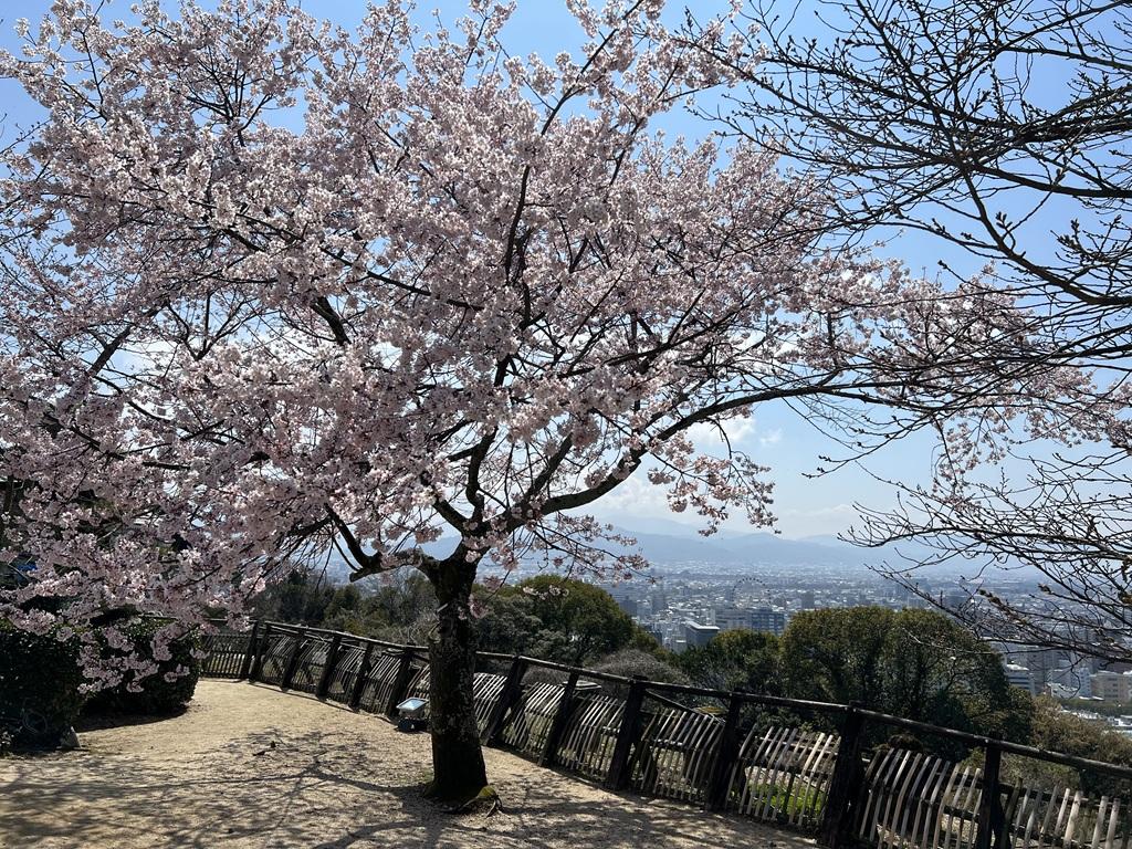 松山城本丸広場 江戸彼岸桜 松山市街
