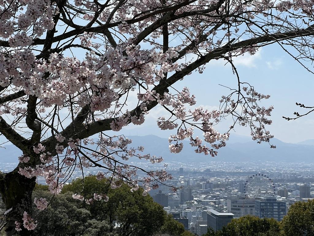 松山城本丸広場の江戸彼岸桜 松山市街 観覧車「くるりん」