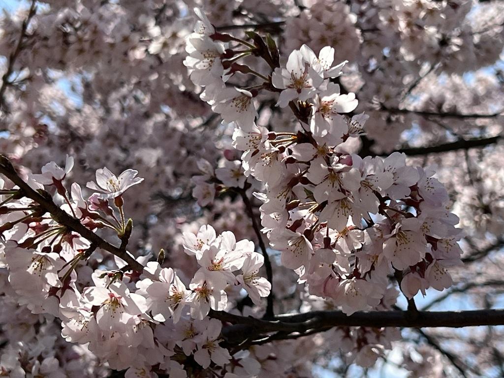 松山城本丸広場の江戸彼岸桜の花