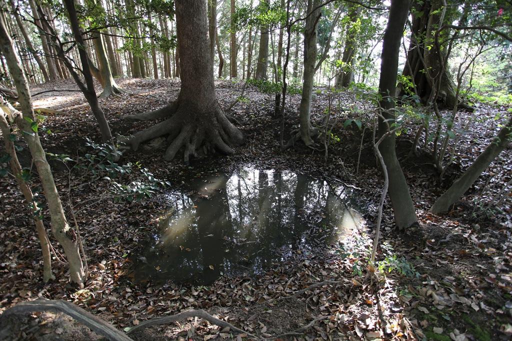 谷上山 祠近くの水たまり