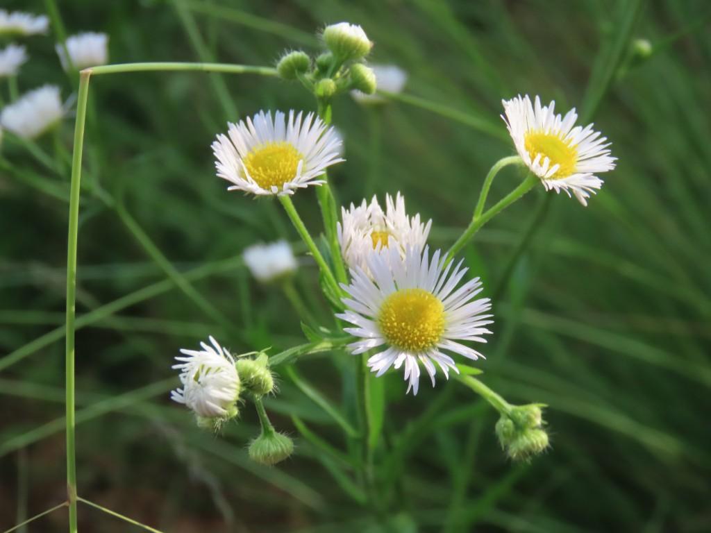 White Harujion flowers