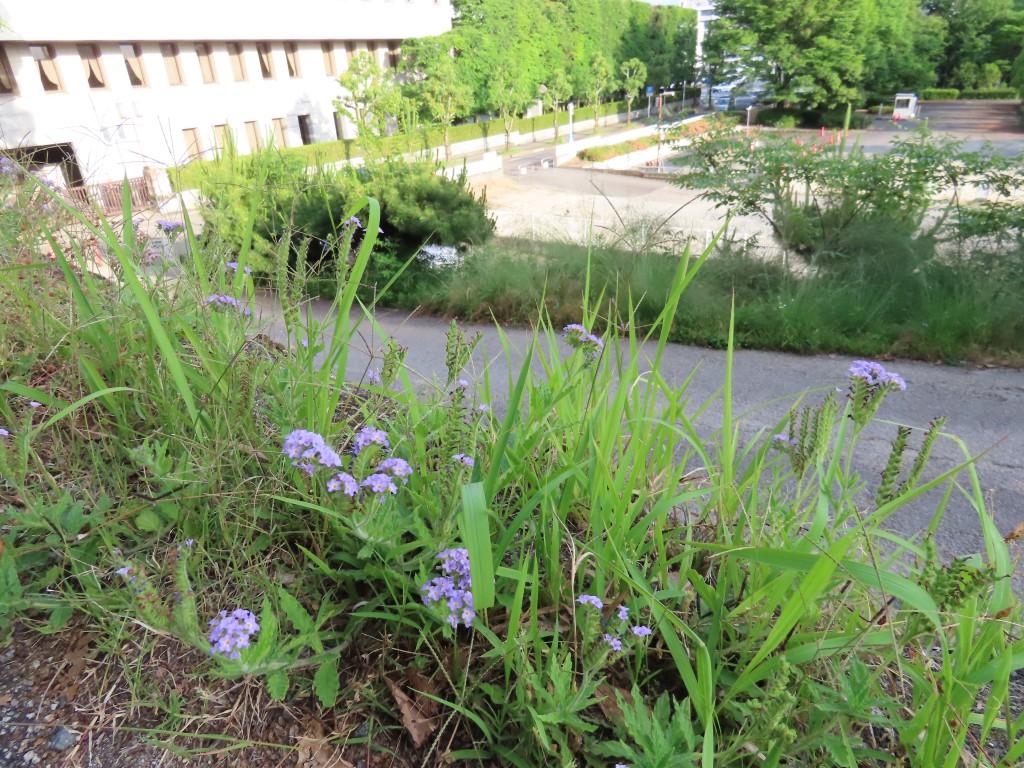 松山城県庁裏登城道(道端に咲く青紫の花)