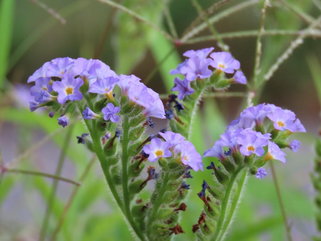紫色の花(ダキバニオイムラサキ)