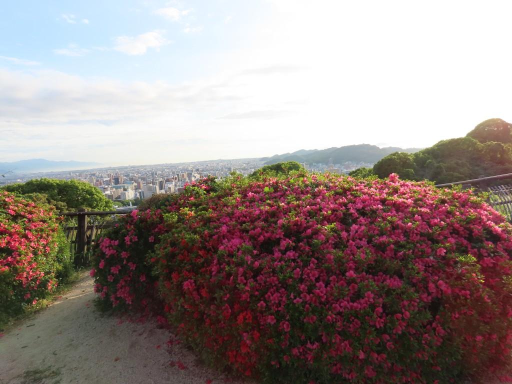ピンク色の花を咲かせたツツジと松山市街