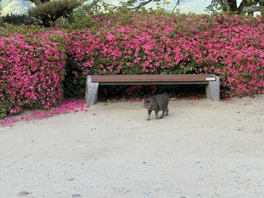 ピンク色のツツジの花の前を歩いてくる猫