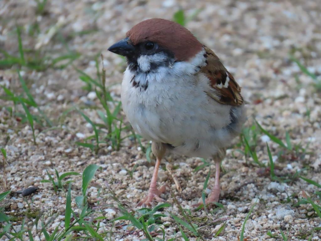 松山城の地面を歩くスズメ