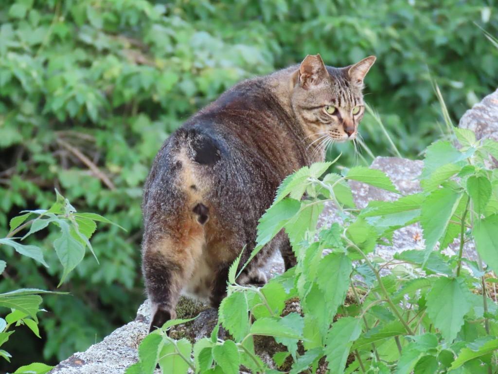 松山城の石垣の上を堂々と歩く猫