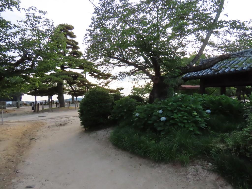 松山城本丸広場のアジサイ