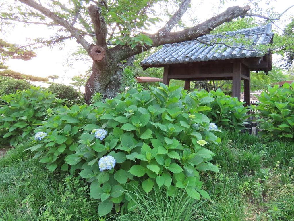 松山城本丸広場の井戸前で咲くアジサイ