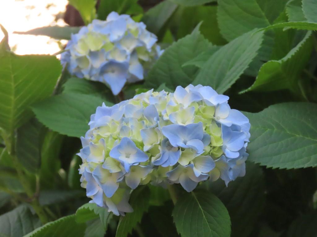 薄青色の花を咲かせたアジサイ