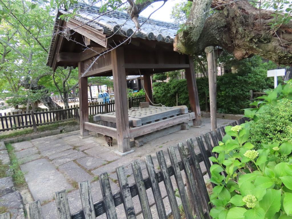 松山城本丸広場の井戸と開花前のアジサイ