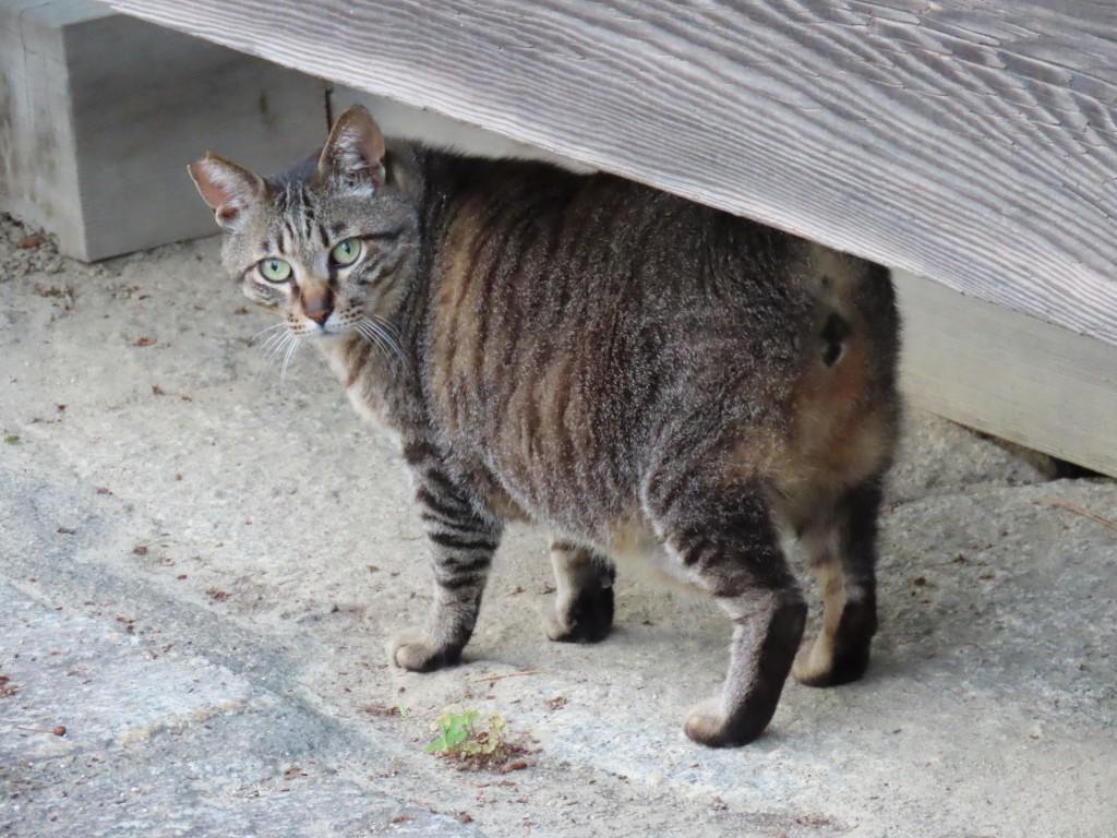 松山城の井戸付近を歩く猫