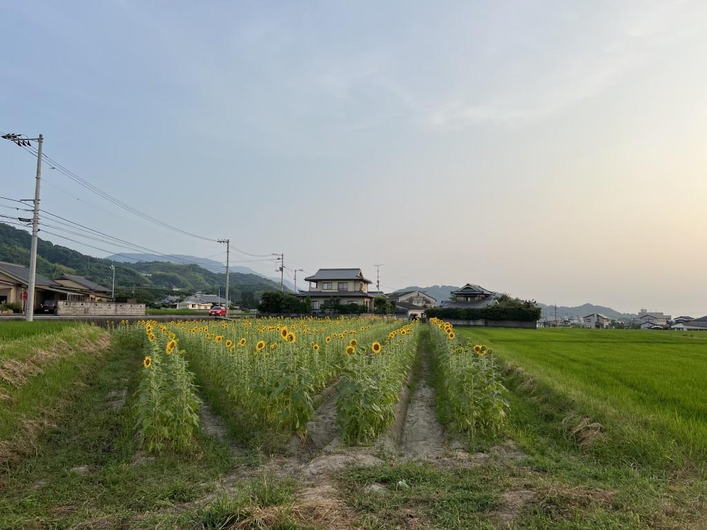 愛媛県伊予市 稲荷東集会所の近くのひまわり畑