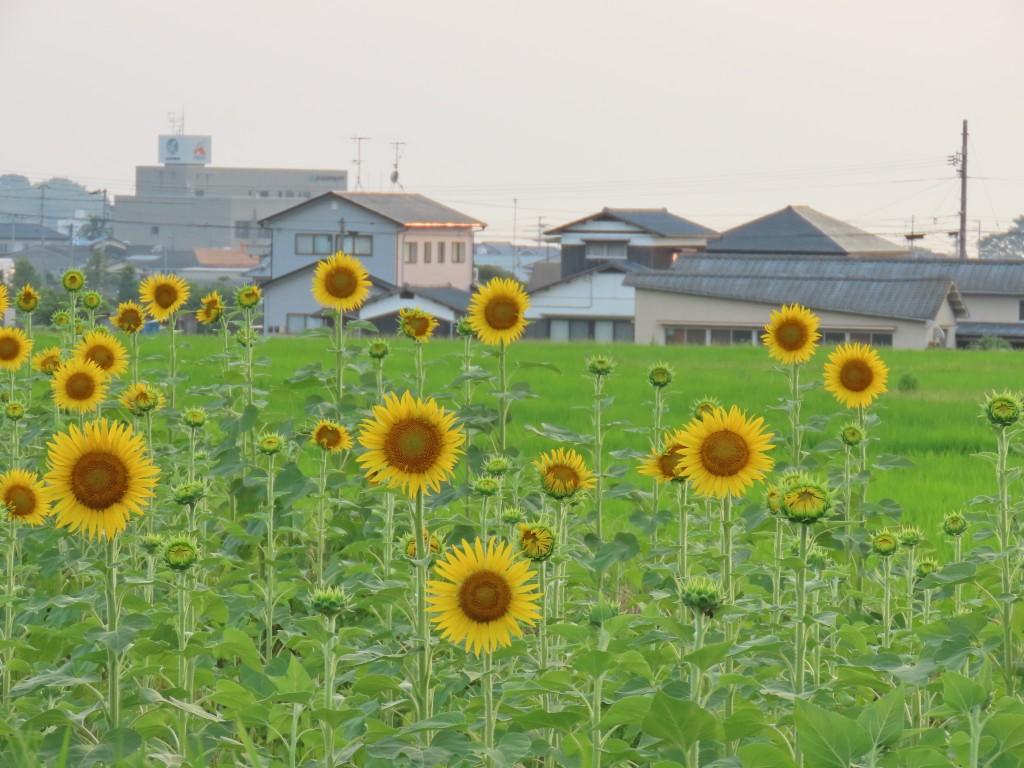 ひまわりの花とつぼみ