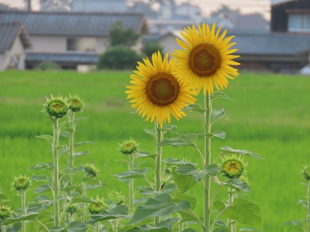 2輪のひまわりとつぼみ