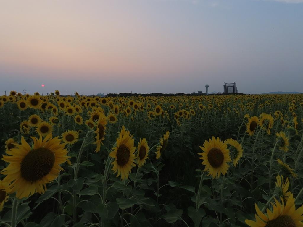 伊予市のひまわり畑と夕日