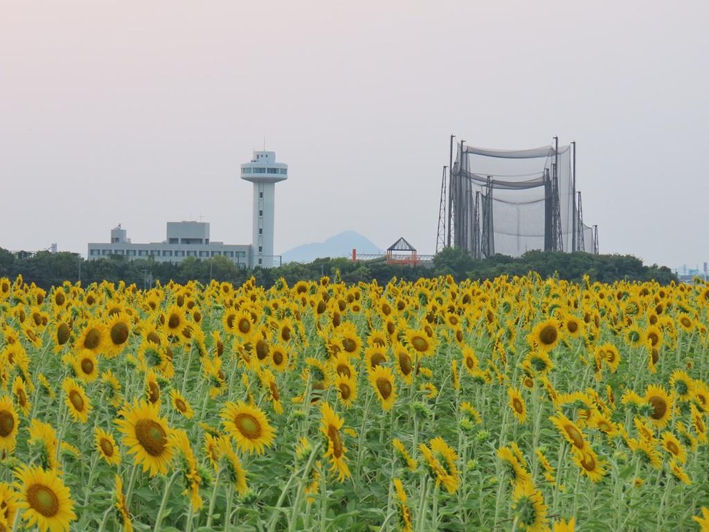 伊予市のひまわり畑 ウェルピア伊予 プール ゴルフ練習場