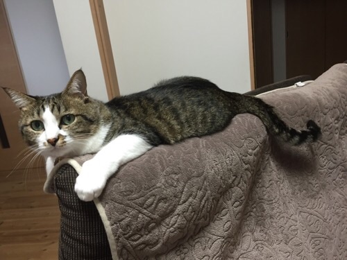 ソファーの背もたれの上でくつろぐ猫ーゆきお(側面より)