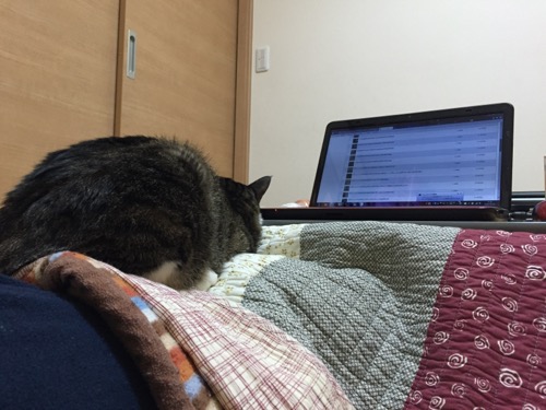 飼い主の私のお腹の上のこたつ布団に座りパソコンを見つめる猫-ゆきお
