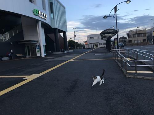 JR袖ケ浦駅前を歩く猫