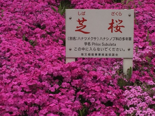 柴又七丁目付近の江戸川の土手に咲く芝桜の説明用立札