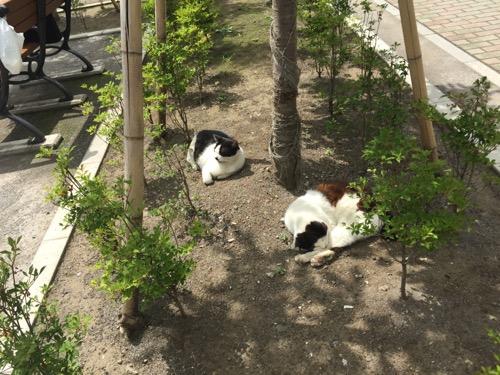 桜田公園の植木の地面で眠る猫2匹
