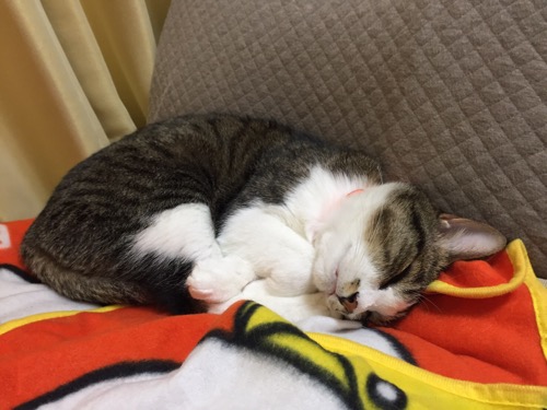頭を横にして眠る猫-ゆきお